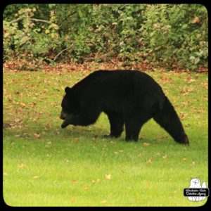 black bear / volkolak