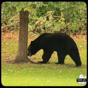 black bear / volkolak