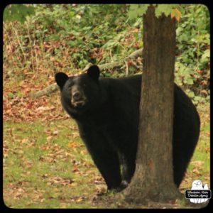 black bear / volkolak