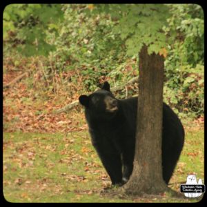 black bear / volkolak