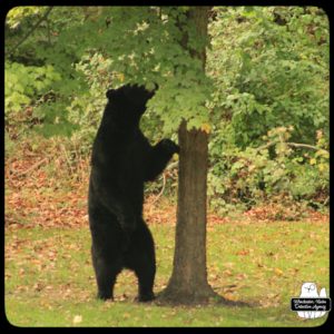 black bear / volkolak