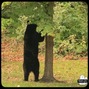 black bear / volkolak