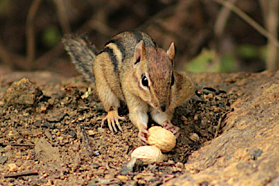 chipmunk