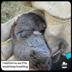 vole in Amber's gloved hand