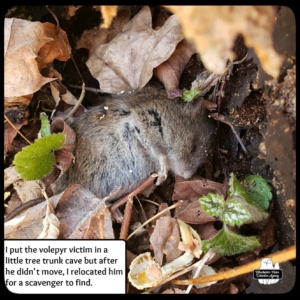 vole death