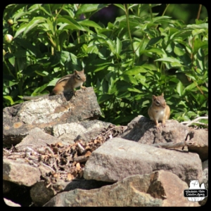 chipmunks on rock wall