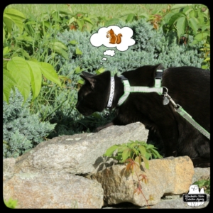 Gus stalking at the rock wall