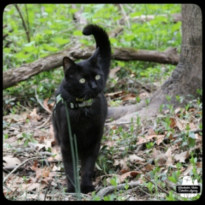 Gus in the woods