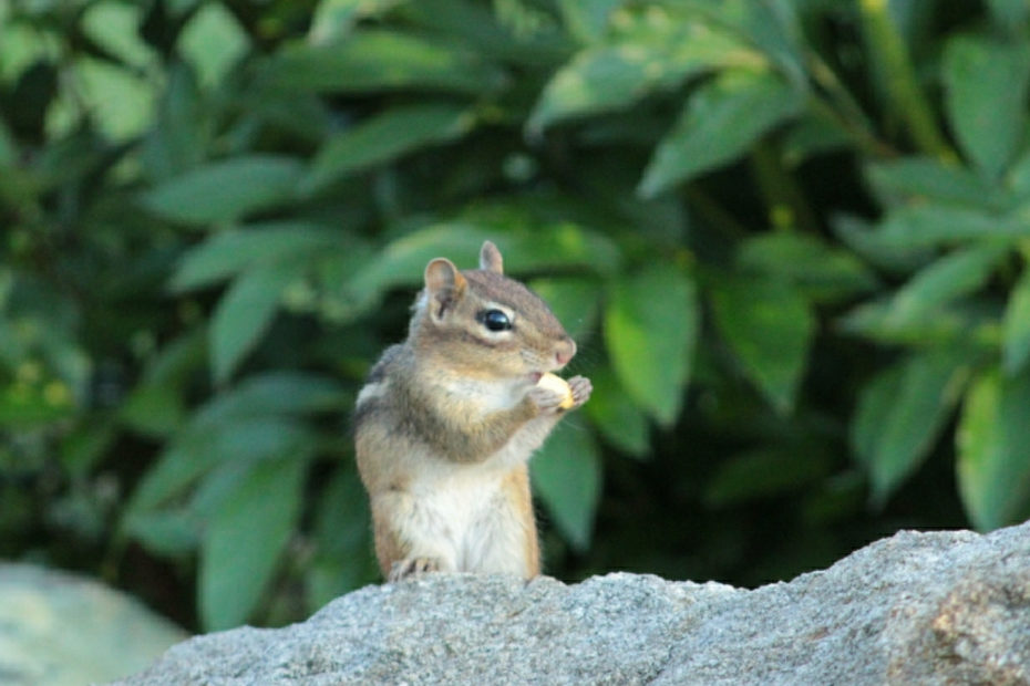 chipmunk