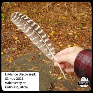 turkey feather