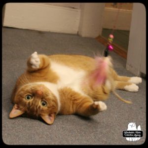 Ollie belly-up playing with feather toy