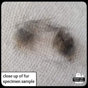 fur evidence