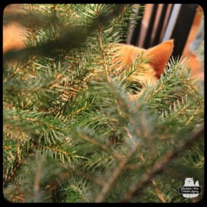 Ollie with Christmas tree