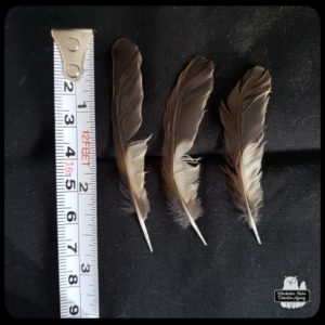 feathers next to tape measure