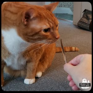 Ollie smelling feather