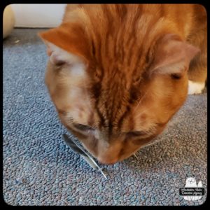 Ollie smelling feather