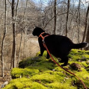 Gus on mossy cliff