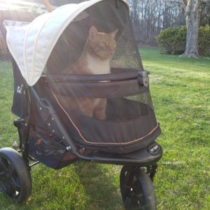 Oliver in his buggy outside