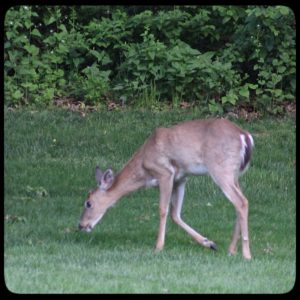 young male buck deer