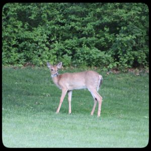 young male buck deer