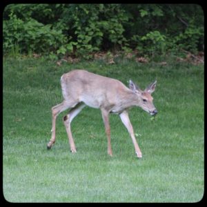 young male buck deer