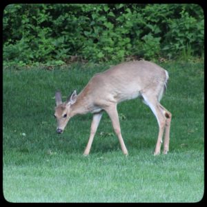 young male buck deer