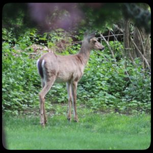 young male buck deer