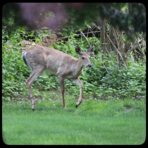 young male buck deer