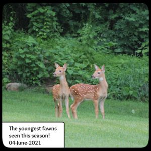 2 spotted fawns