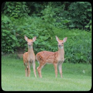 2 spotted fawns