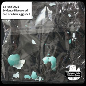 robin eggshell pieces