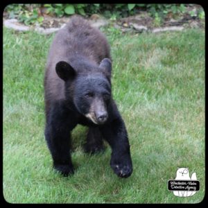 bear volkolak cub