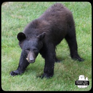 bear volkolak cub