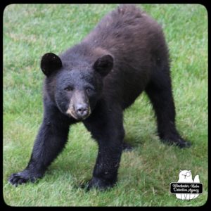 bear volkolak cub