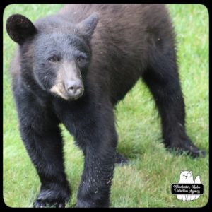 bear volkolak cub