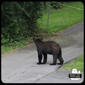 bear volkolak cub