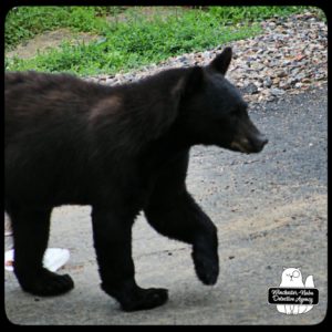 bear volkolak cub