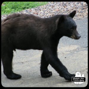 bear volkolak cub