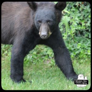 bear volkolak cub