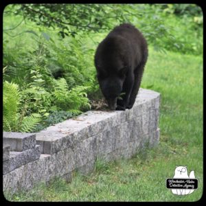 bear volkolak cub