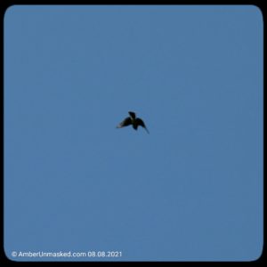 Cooper's hawk flying