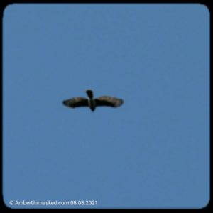 Cooper's hawk flying