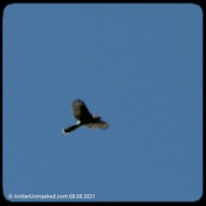 Cooper's hawk flying