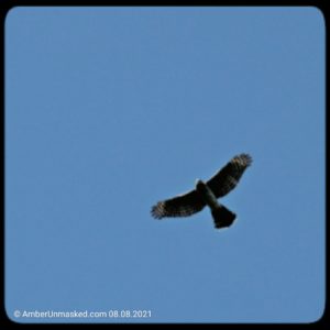 Cooper's hawk flying