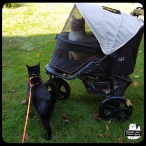 Gus on ground and Ollie in his buggy