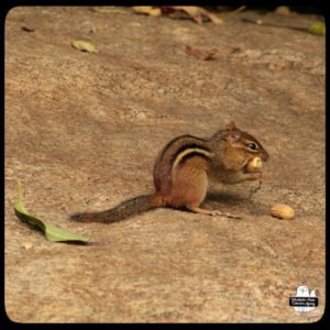 chipmunk