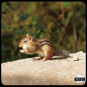 chipmunk