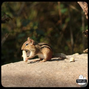 chipmunk