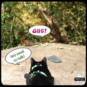 Gus chasing chipmunk