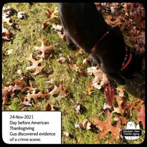 Gus smelling ground
